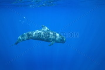A young Short-finned Pilot Whale streaming bubbles