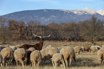 Sheep 'Merino d'Arles' and Rove Goat Provence France