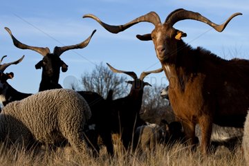 Rove Goat and Sheep 'Merino d'Arles' Provence France