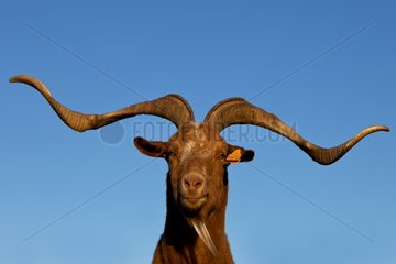 Portrait of Rove Goat Provence France