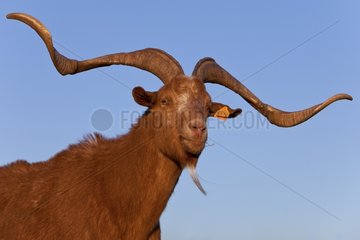 Portrait of Rove Goat Provence France