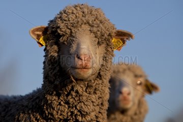 Portrait of young Ewe 'Merino d'Arles' Provence France
