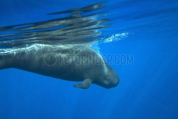 A Short finned pilot whale about to dive Canary Islands