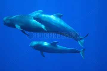 An adult and two young Short-finned Pilot Whale Canary