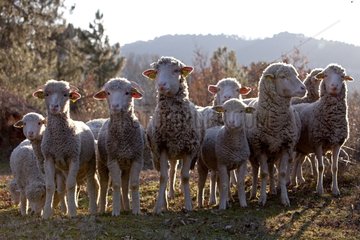 Sheep 'Merino d'Arles' in a meadow in winter Provence France