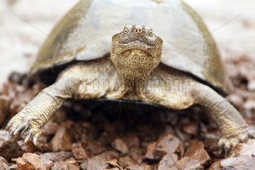 Helmeted turtle on bank Kruger RSA
