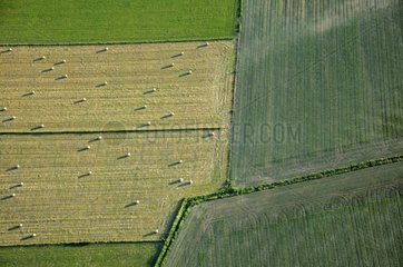 Fields and mown meadows Plateau Brognard France