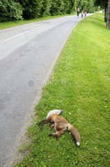 Red Fox young victim of traffic France