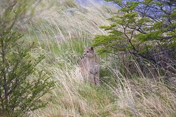Puma sitting in the scrub - Torres del Paine Chile