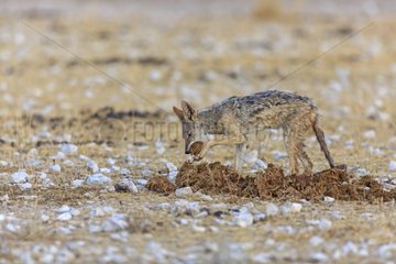 Black-backed jackal searching in an Elephant dung Etosha