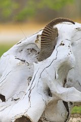 Banded Mongoose in a skull Elephant Etosha Namibia