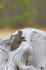 Banded Mongoose in a skull Elephant Etosha Namibia