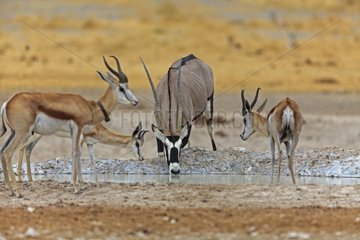 Oryx and Springbok at the waterhole Etosha Namibia