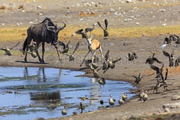Springbok Wildebeest and Red-billed Teal in Etosha waterhole
