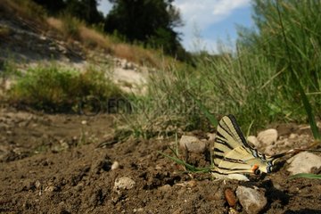 Southern swallowtail near a pond dried up in summer France