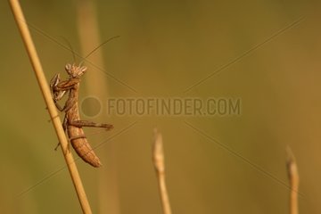 Young Grey mantis in the garrigue in France Gard