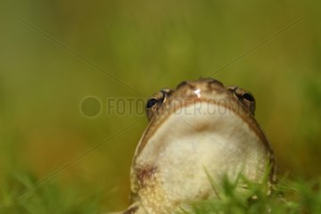 Portrait of a Pool Frog in the Cantal France