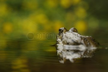 Eurasian Marsh Frog in a freshwater spring in summer France