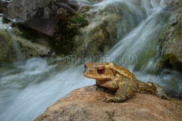 Male common toad on a rock near a source France