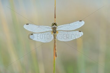 Dewy Dragonfly warming at dawn - Prairie Fouzon France