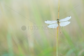 Dewy Dragonfly warming at dawn - Prairie Fouzon France