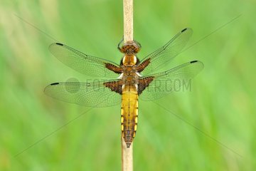 Eurasian Red Dragonfly warming - Prairie Fouzon France