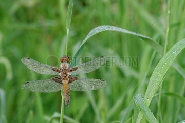 Dewy Eurasian Red Dragonfly warming - Prairie Fouzon France