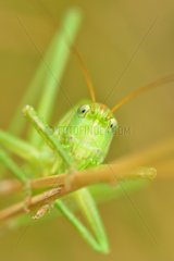 Portrait of Great Green Bush-cricket - Prairie Fouzon France