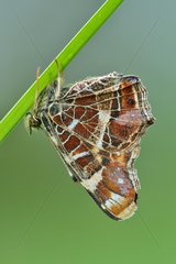 Map Butterfly on a stem - Prairie Fouzon France