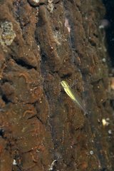 Crested newt larva on a pond - Prairie Fouzon France