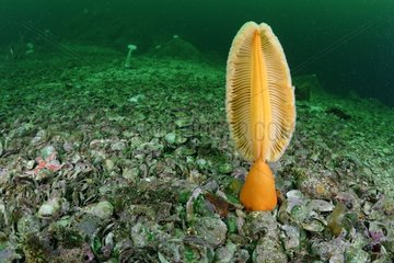 Orange Sea Pen - Pacific Océan Alaska USA