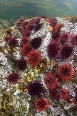 Red Urchins on reef - Pacific Ocean Alaska USA