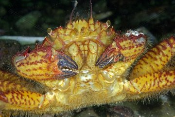 Portrait of Helmet Crab on reef - Pacific Ocean Alaska USA
