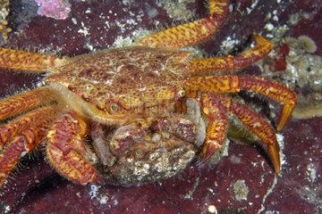 Helmet Crab mating on reef - Pacific Ocean Alaska USA