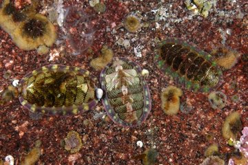 Lined Chitons on reef - Pacific Ocean Alaska USA