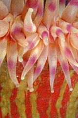 Painted Anemone tentacles - Pacific Ocean Alaska USA