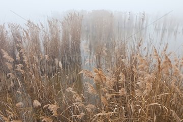 Reed marsh in the mist Pitillas Navarre Spain