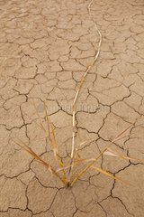 Dry grass and cracked earth PN Bardenas Reales Spain