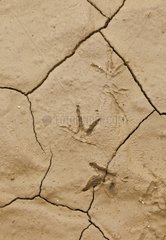 Footprints on cracked earth PN Bardenas Reales Spain