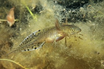 Crested Newt larva on pond Fouzon Prairie France
