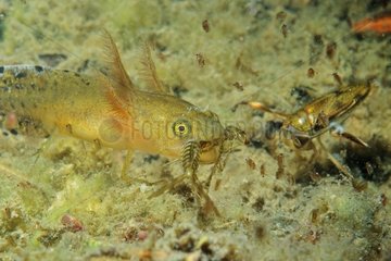 Crested newt larva capturing a Damselfly larva France