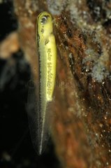 Crested newt larva in a pond Prairie Fouzon France