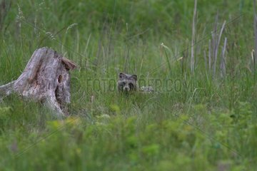 Raccoon dog in the grass - Bialowieza Poland