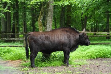 Hybrid Cow and Bison Bialowieza Poland