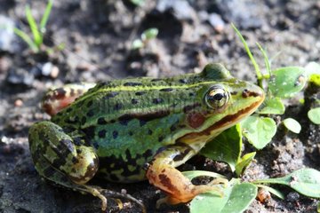 Small green frog on the ground Bialowieza Poland