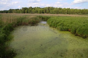 Freshwater marshes Bialowieza Poland