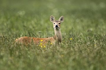 One-eyed Chinese water deer standing in high grasses GB