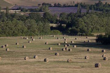 Meadow mown and hay bales Plateau de Sault Provence