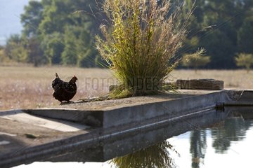 Hen drinking at the edge of a pool Provence France