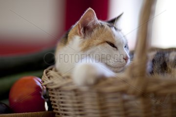 Cat resting in a basket France